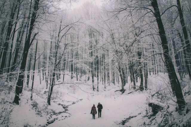 forest